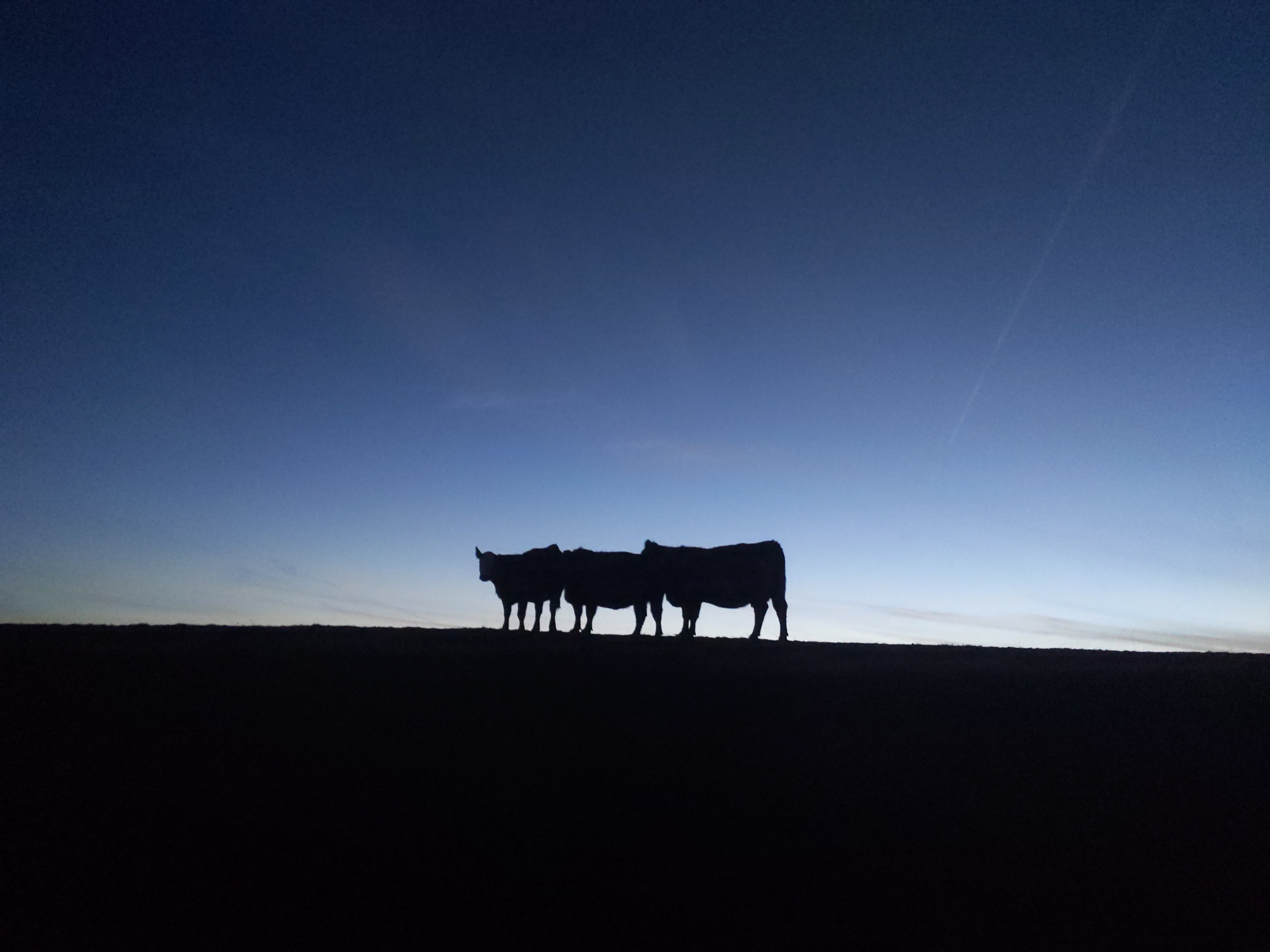 three cows in silouette