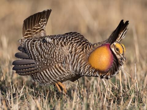 prarie chicken