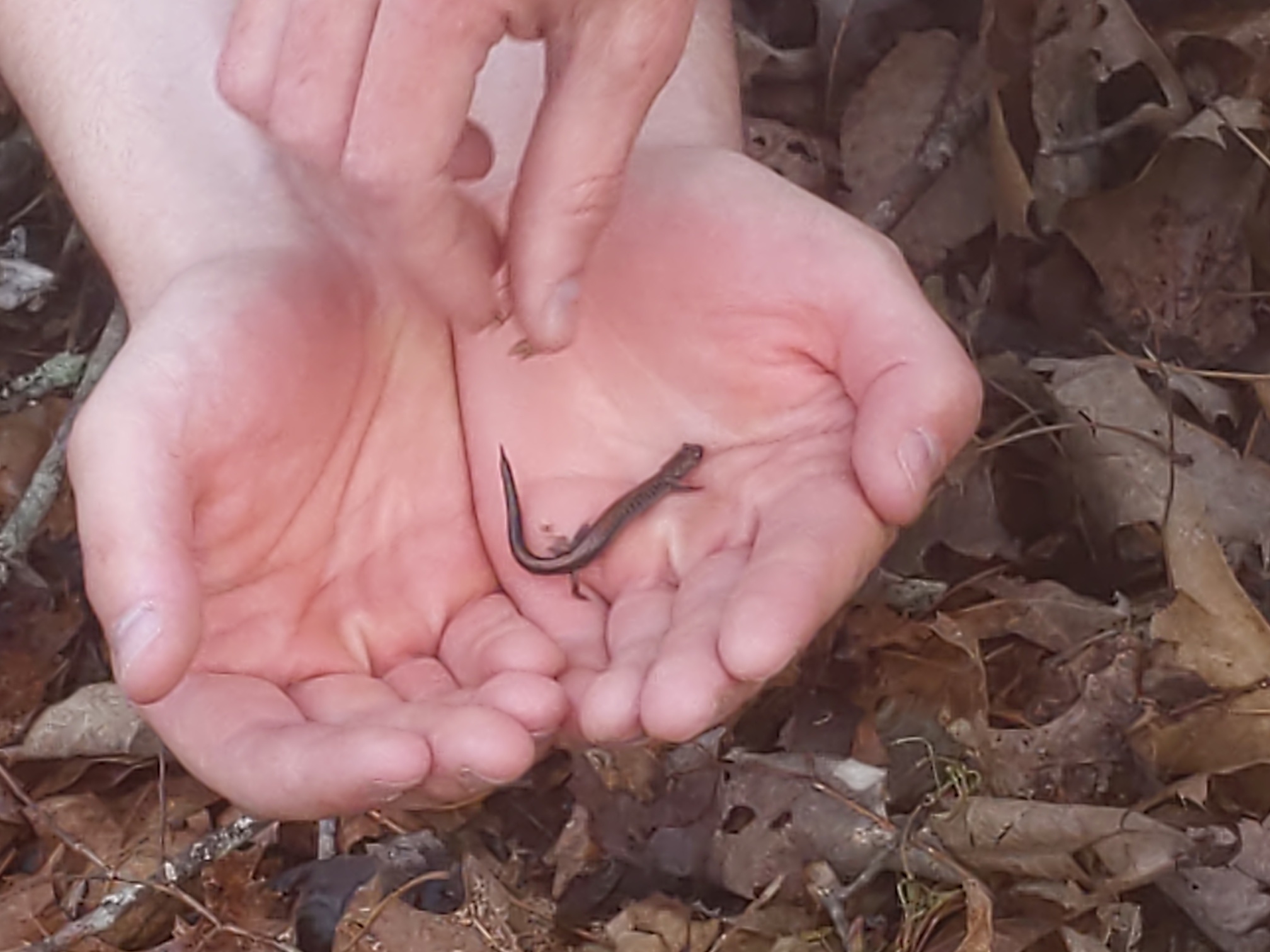 salamander in hands